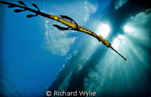 A slightly different perspective of a weedy seadragon. by Richard Wylie 
